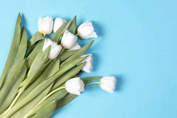 Tulipan biały na niebieskim tle jako karta — Zdjęcie stockowe