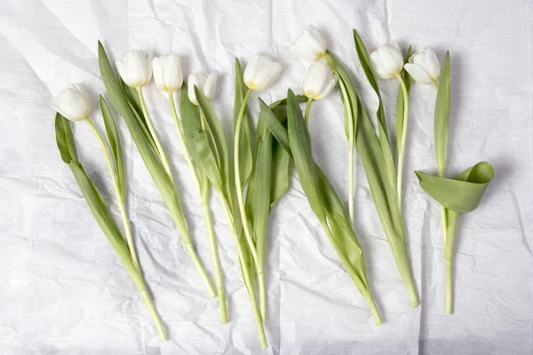 Tulipán blanco sobre fondo kraft de papel blanco como una tarjeta — Foto de Stock