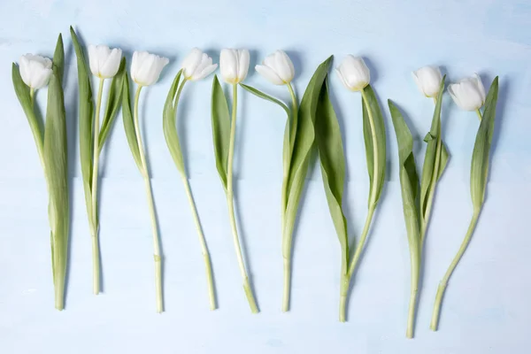 Tulip sebagai bingkai pada latar belakang biru — Stok Foto