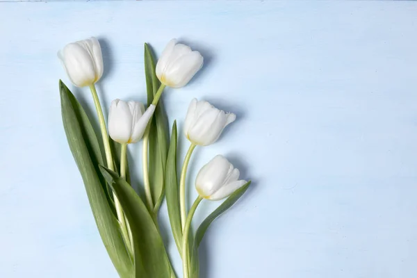 Tulipany jako ramki na niebieskim tle — Zdjęcie stockowe