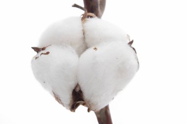 Beyaz arka plan üzerinde izole pamuk ile şube