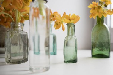 Blooming tükürük otu Dubium şeffaf şişede yerine vazo sarı