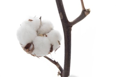 Beyaz arka plan üzerinde izole pamuk ile şube