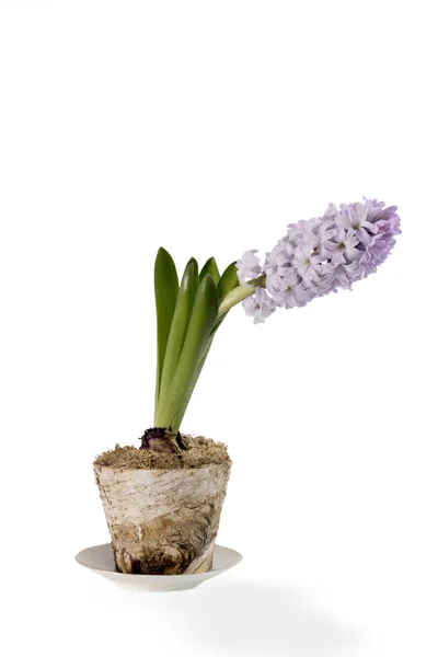 Bledě modrý hyacint modrý Cup jako dekorace okna — Stock fotografie