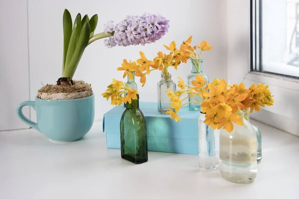 Die blasse Hyazinthe in blauer Tasse und blühende gelbe Ornithogalum dubium in einer transparenten Flasche statt Vase — Stockfoto