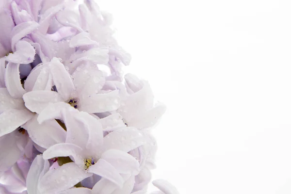 The fragment of blossoming hyacinth with raindrops isolated on white background — Stock Photo, Image