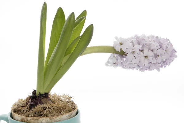 O fragmento de jacinto florescente com gotas de chuva isoladas no fundo branco — Fotografia de Stock