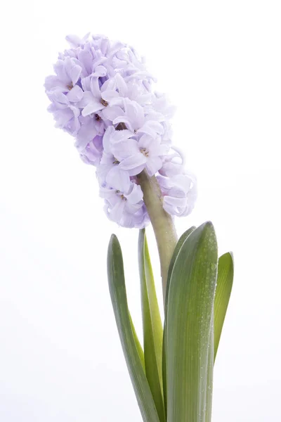 Fragment kvetoucí hyacint s kapkami deště izolovaných na bílém pozadí — Stock fotografie