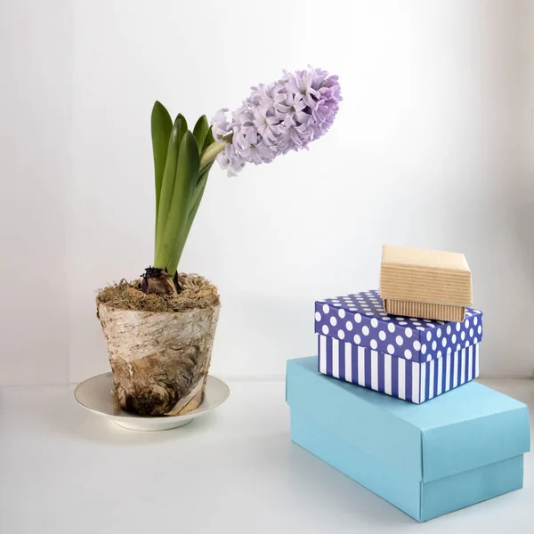 Den blek blå hyacint i en blå kopp som en dekoration i fönster — Stockfoto