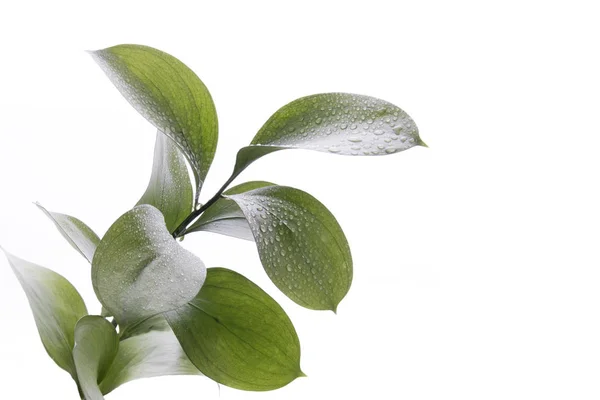 Ruscus hypophyllum, Spineless rzeźnika miotły, Kwiaciarnie liści roślin, na białym tle — Zdjęcie stockowe