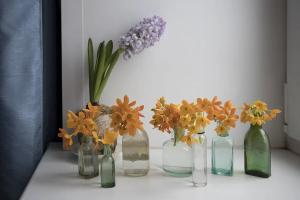Blooming tükürük otu Dubium şeffaf şişede yerine vazo sarı — Stok fotoğraf