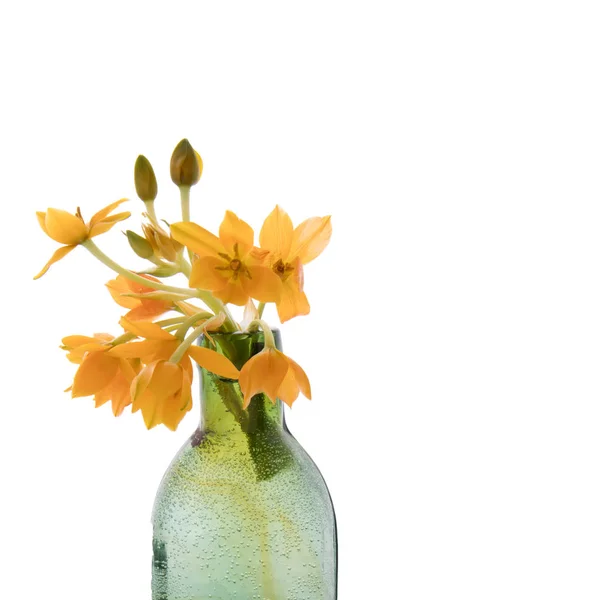 Der blühende gelbe Ornithogalum dubium in einer transparenten Flasche statt in einer Vase — Stockfoto