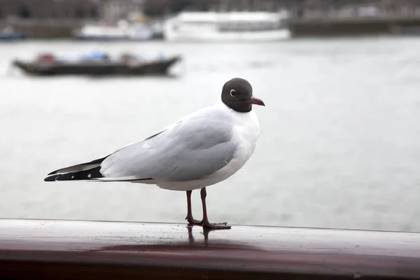 Concepto de animales de agua fácil. Primer plano de pájaro gaviota de pie junto al agua — Foto de Stock