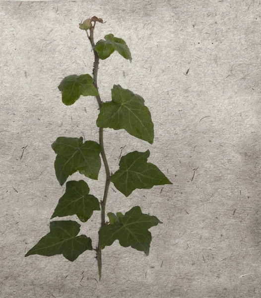 Green ivy on old grunge antique paper texture — Stock Photo, Image