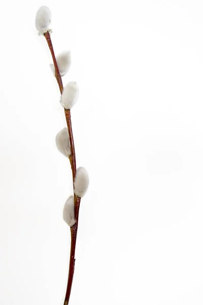 Ветви ивы на деревянном столе на Пасху — стоковое фото