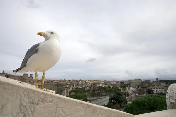 Pasărea Pescărușului pe ruinele Forumului Roman, Italia — Fotografie, imagine de stoc