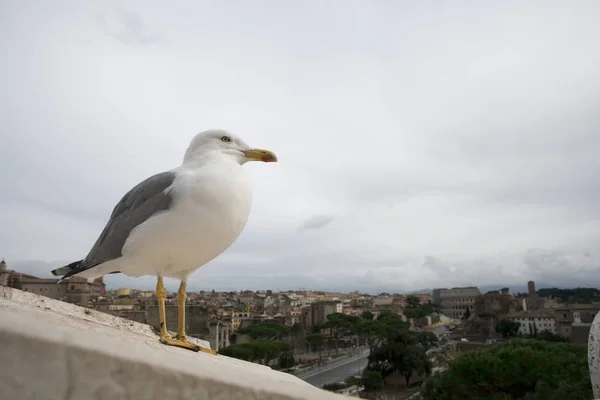 El pájaro gaviota sobre las ruinas del Foro Romano, Italia — Foto de Stock