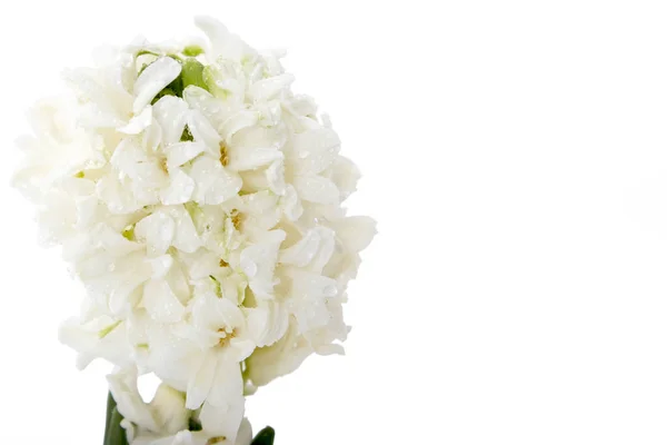 Die Blütenkomposition mit weißen Hyazinthen. Frühlingsblumen auf weißem Hintergrund. Osterkonzept. — Stockfoto