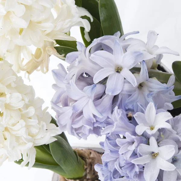 Blütenkomposition mit lila und weißen Hyazinthen. Frühlingsblumen auf weißem Hintergrund. Osterkonzept. — Stockfoto