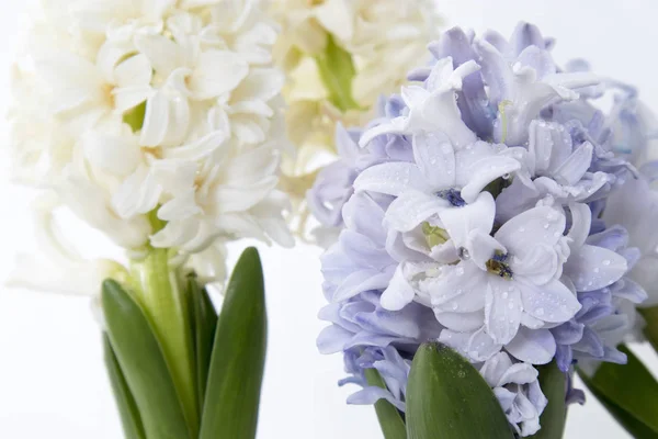 Composizione floreale con giacinti lilla e bianco. Fiori primaverili su sfondo bianco. Concetto pasquale . — Foto Stock