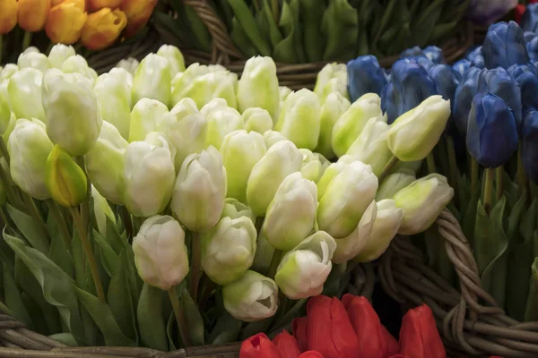 I finti tulipani di seta presenti sul mercato ad Amsterdam . — Foto Stock