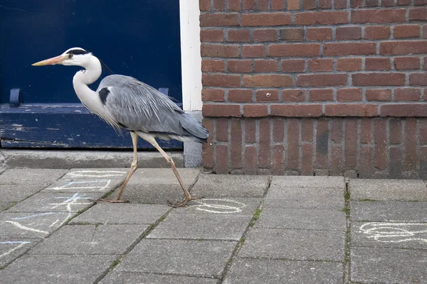 Цапля идет на фоне кирпичной стены дома в Амстердаме — стоковое фото