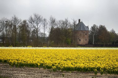Alanları nergis ve bahar Hollanda evleri