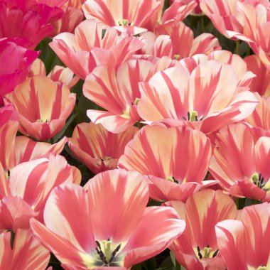 Botanik Bahçesi içinde kırmızı ve beyaz laleler