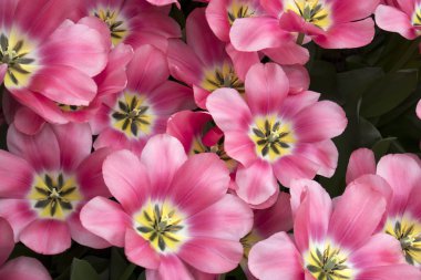 Botanik Bahçesi içinde kırmızı ve beyaz laleler