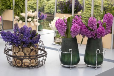 sümbül ağaç kabuğu bir sera botanik bahçesinde sarılı vazo içinde kesme necklac