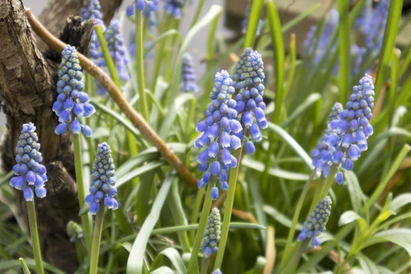 Gafanhoto em jacinto de uva - Muscari latifolium — Fotografia de Stock