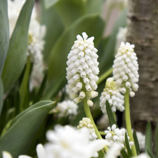 Весна Мускари в ботаническом саду — стоковое фото