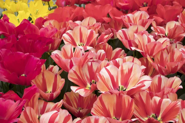 I tulipani rossi e bianchi in giardino botanico — Foto Stock
