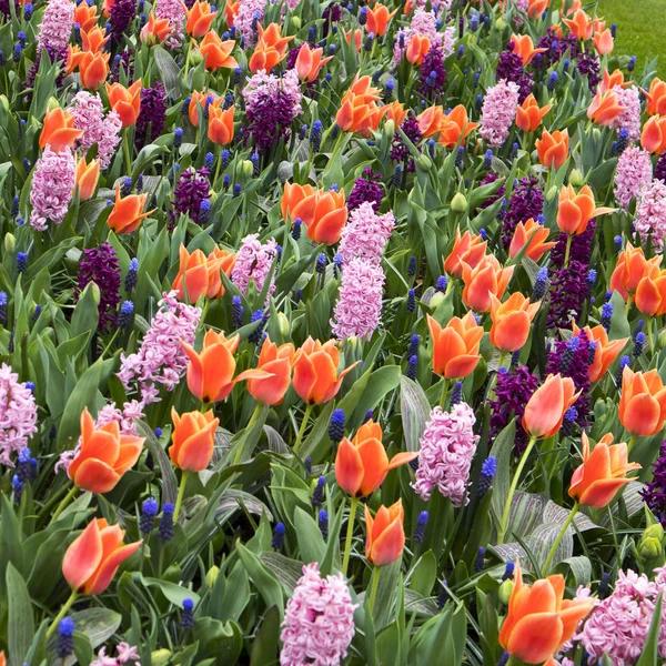 Разноцветные поля нарциссов, тюльпанов и гиацинтов в Голландии — стоковое фото