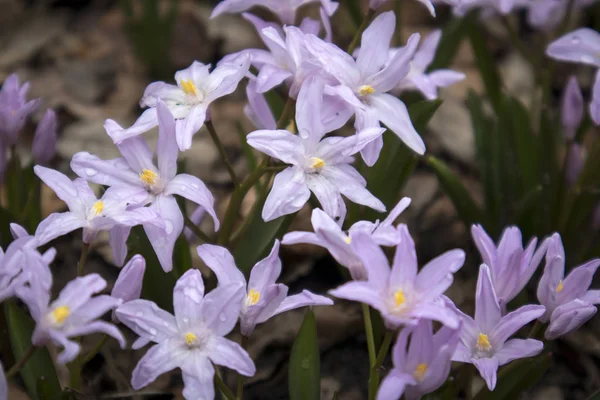The Chionodoxa. One of the very earliest signs of spring is when the glory of the snow emerges with its magnificent blue star-shaped petals and white center — Stock Photo, Image