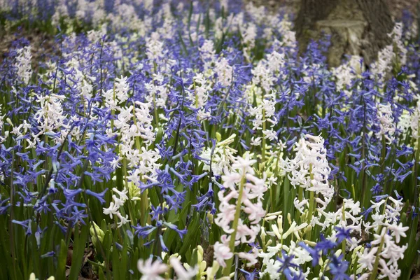 Blauwe en witte hyacinten op het gazon in de botanische tuin — Stockfoto