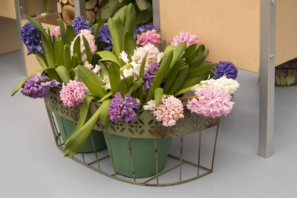 A Multicolored vágott vázák csomagolva fa kéreg egy üvegház, botanikus kertben a Jácint — Stock Fotó