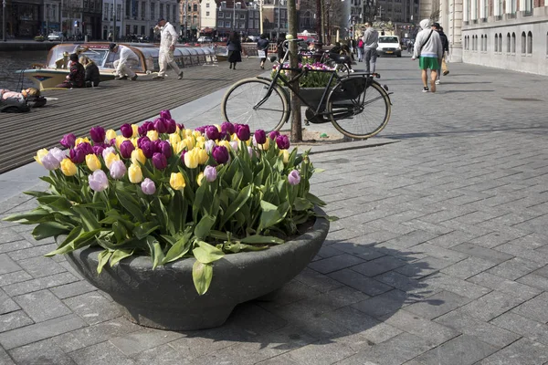 Festival anual de tulipas fluindo nas ruas de Amsterdã — Fotografia de Stock