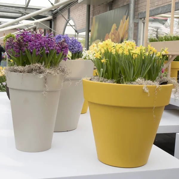 A sárga nárcisz, sárga keramic váza egy botanikus kert, a Keukenhof-ban — Stock Fotó