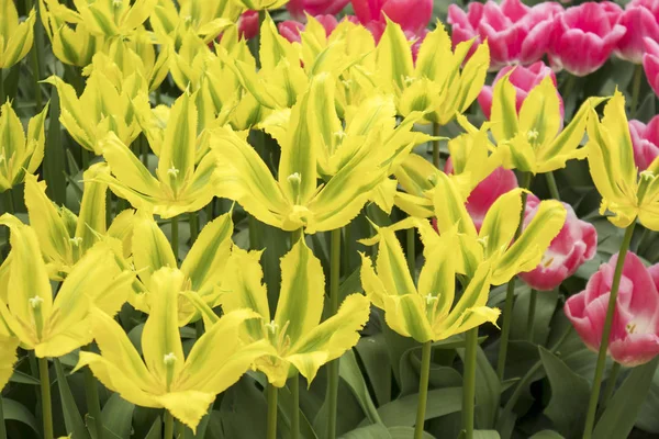 El amarillo y los tulipanes anaranjados en el jardín botánico —  Fotos de Stock