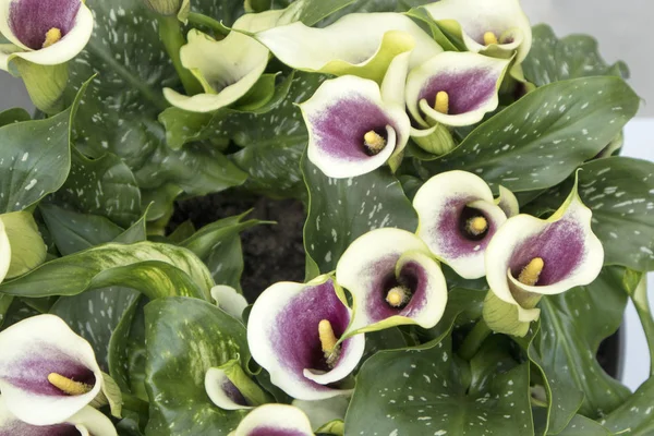 Bianco con fiore viola calla coltivazione campo da giardino colorato — Foto Stock