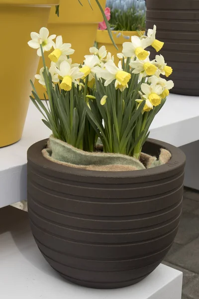 The Yellow daffodils in brown keramic vase in a botanical garden in Keukenhof — Stock Photo, Image