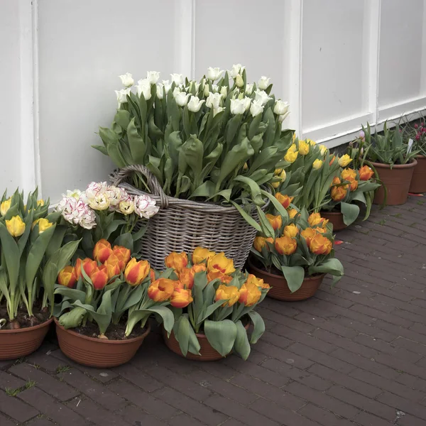 Annual festival of tulips flowing in the streets of Amsterdam — Stock Photo, Image