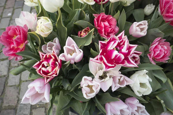 The annual festival of tulips flowing in the streets of Amsterdam — Stock Photo, Image