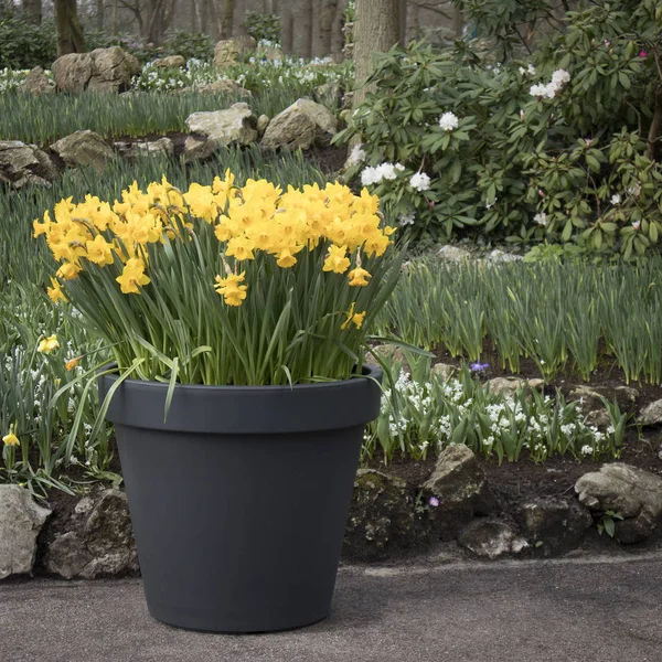 Los narcisos Amarillos en la bañera de plástico sobre el telón de fondo de los árboles en el jardín botánico en Keukenhof — Foto de Stock