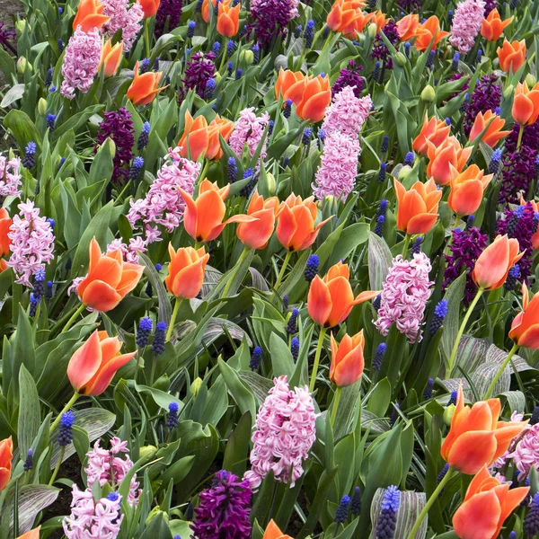 Разноцветные поля нарциссов, тюльпанов и гиацинтов в Голландии — стоковое фото