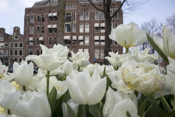 O festival anual de tulipas fluindo nas ruas de Amsterdã — Fotografia de Stock