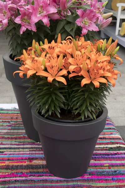 A kertben gyönyörű narancs liliommal — Stock Fotó