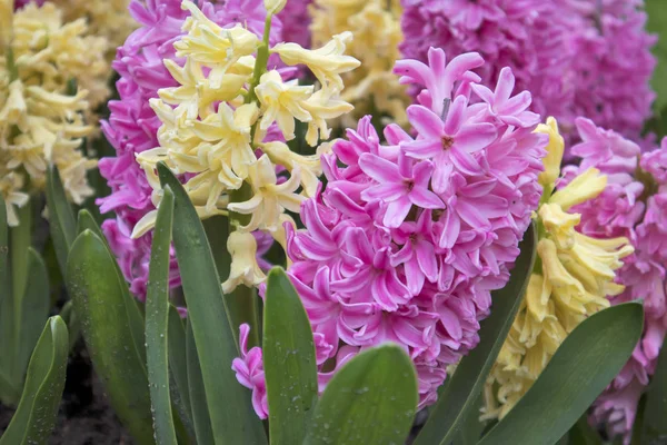 식물원에서 잔디밭에 파란색과 노란색 hyacinths — 스톡 사진