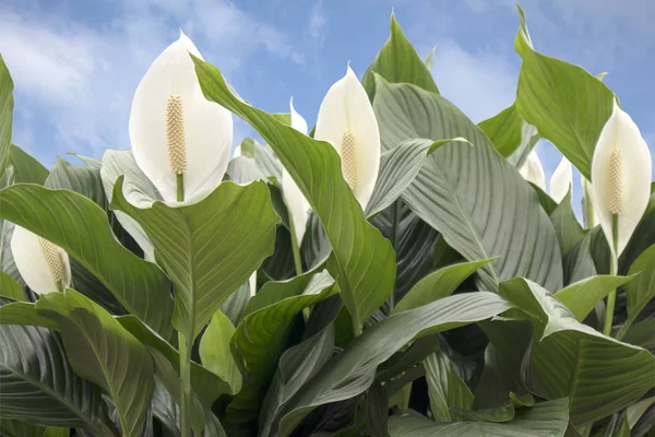 Green Leaves Of Plant Flower Spathiphyllum. It Is A Genus Of About 40 Species Of Monocotyledonous Flowering Plants In Family Araceae, — Stock Photo, Image